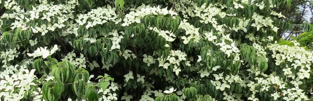 Cornus banner 02